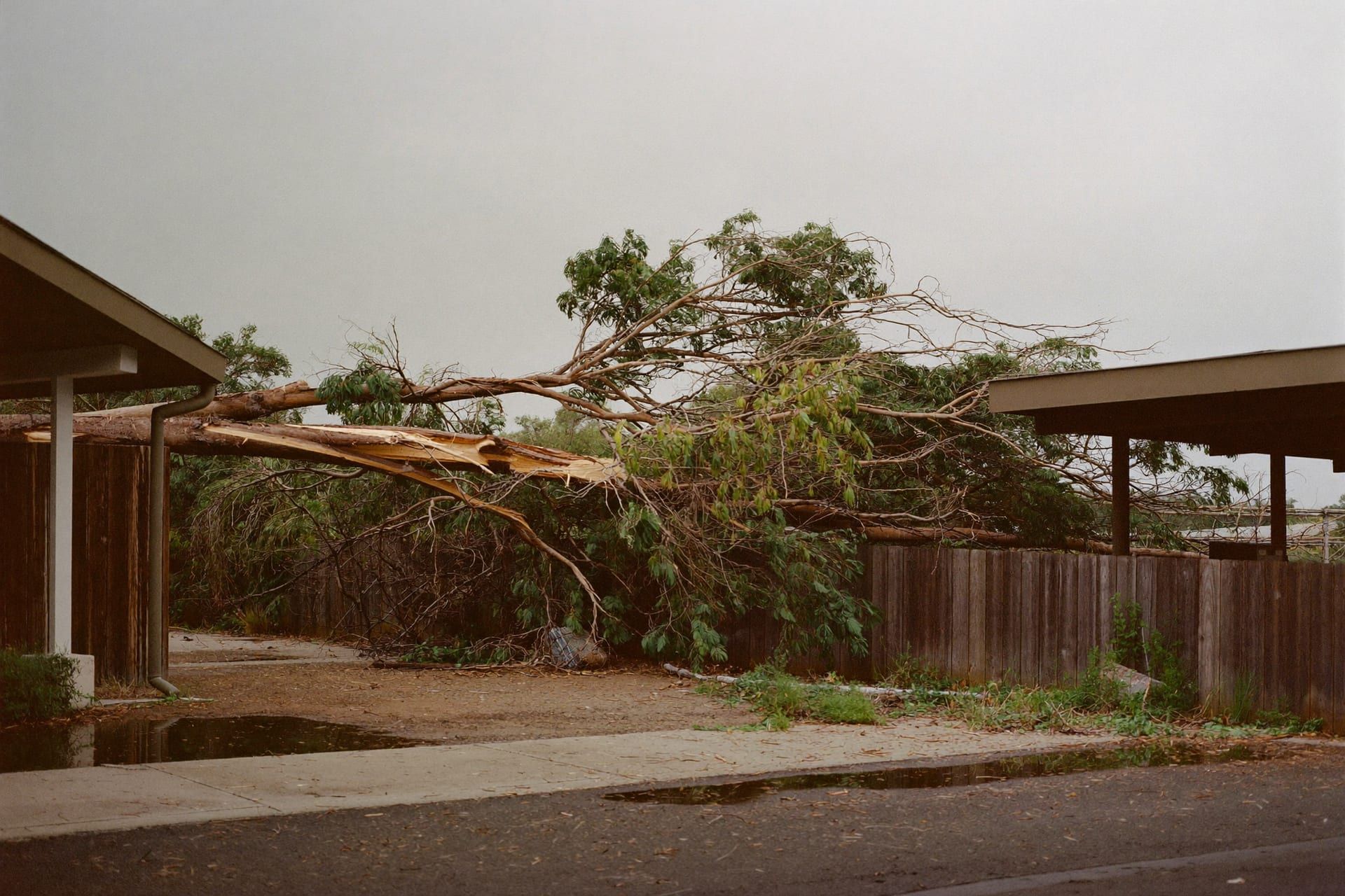 A storm-snapped eucalyptus fallen across a paling fence and the edge of a carport