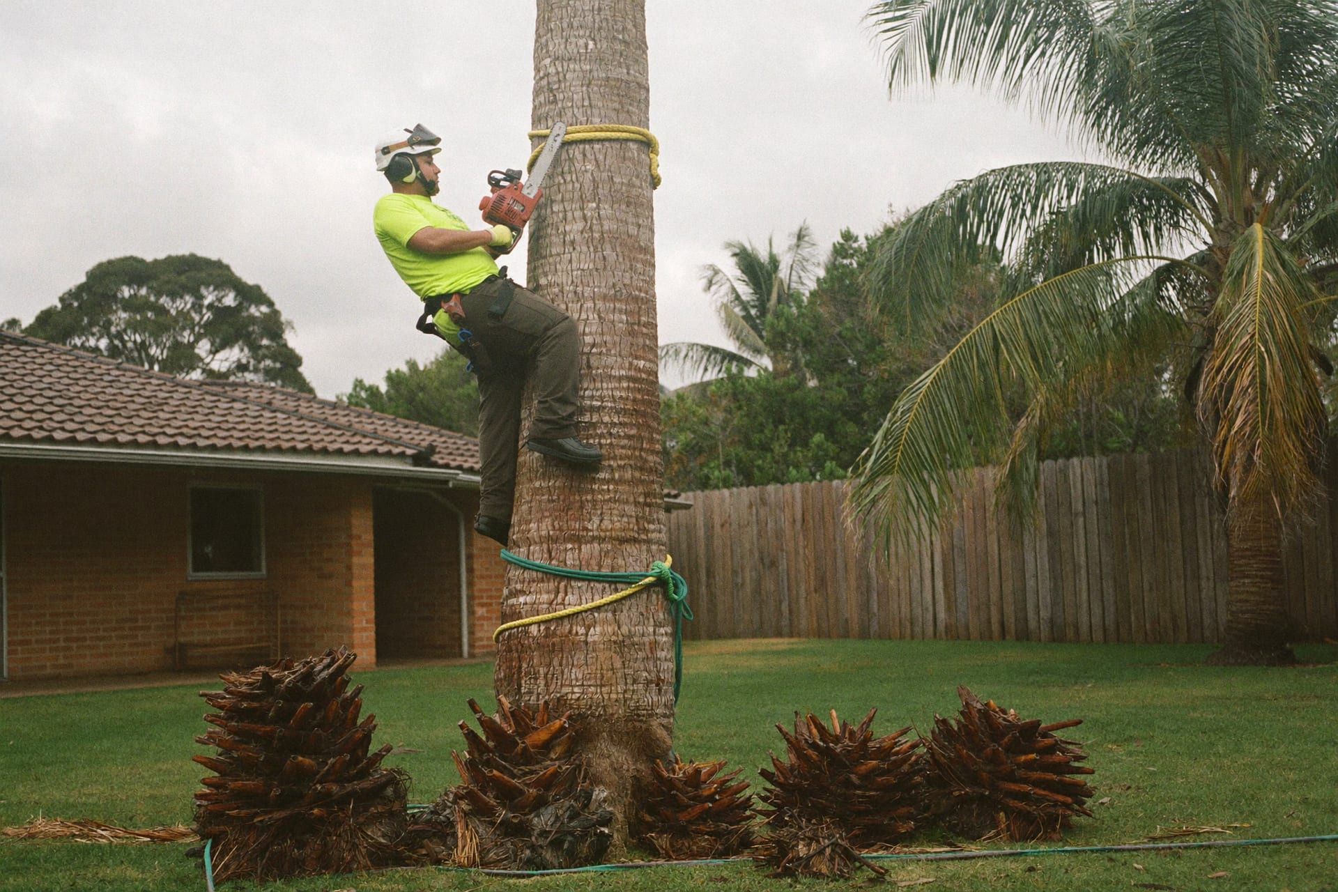 A climber removing fronds from a tall cocos palm, roped and lowered