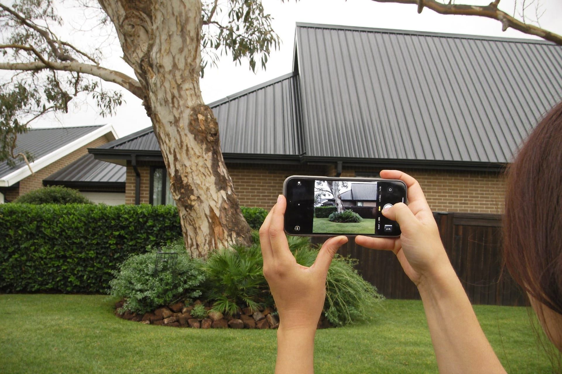 A homeowner photographing a leaning gum tree in their back yard on a phone