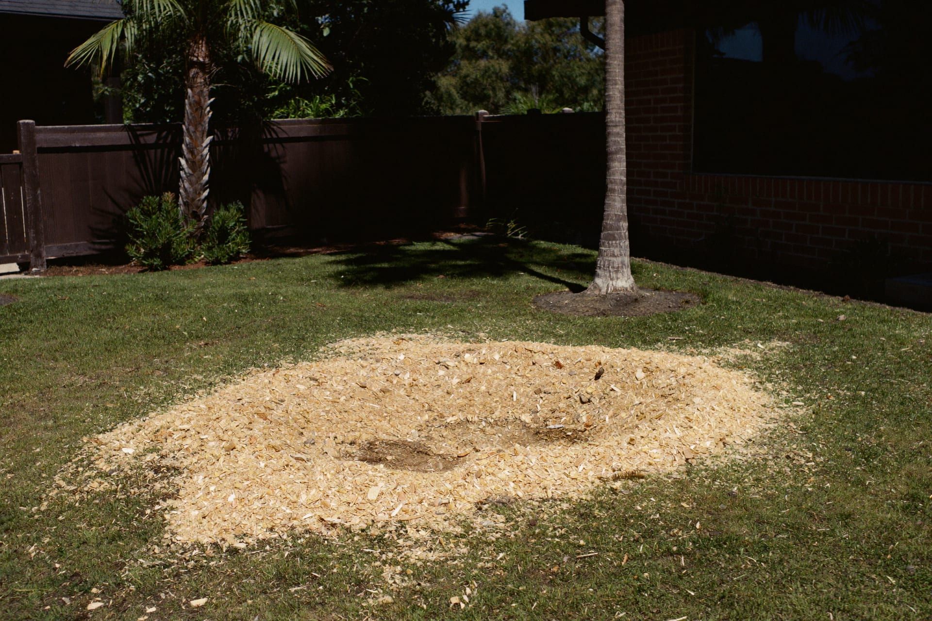 A finished stump grind, a wide bed of pale shavings on a lawn