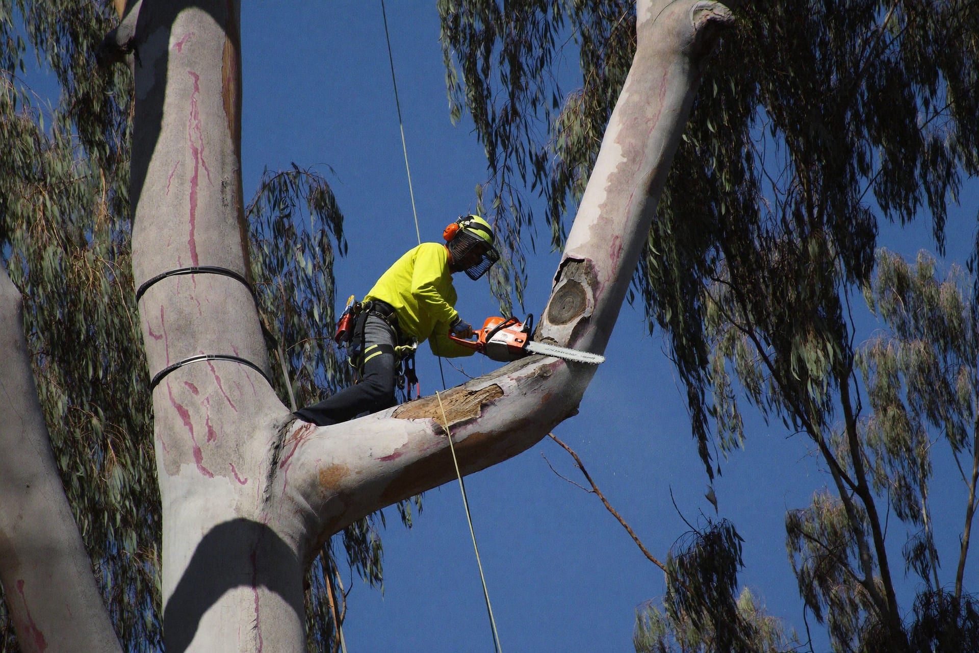 An arborist on rope making a reduction cut high in a eucalyptus crown