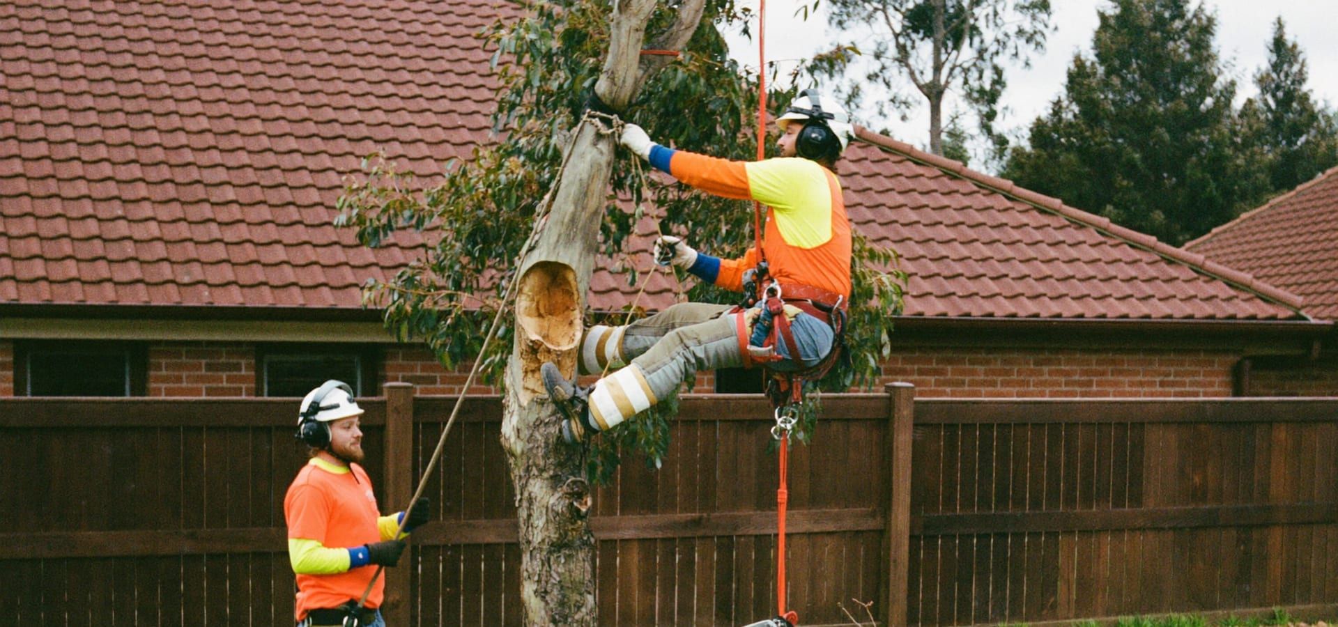 An arborist climber on rope beside a partly dismantled gum, with a second arborist holding the lowering line below